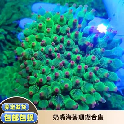 海葵珊瑚 奶嘴海葵荧光绿石葵小丑鱼共生鲜活红奶嘴软体海缸珊瑚