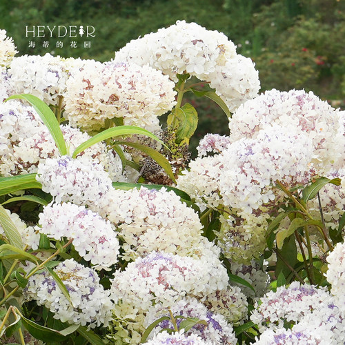 海蒂的花园 绣球金山新品木绣球庭院花境景观花卉植物花期长
