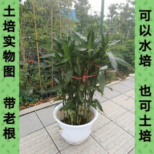 正宗大叶富贵竹金边有带老根 高长100cm土栽水培绿植净化空气好养
