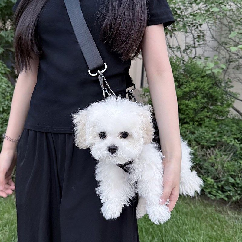 狗狗外出包可携式揹包可手提宠物双肩外带包小型犬透气猫咪抱婴袋,宠物/宠物食品及用品,背包/箱包,淘宝优惠券,粉丝福利购,淘宝优惠卷