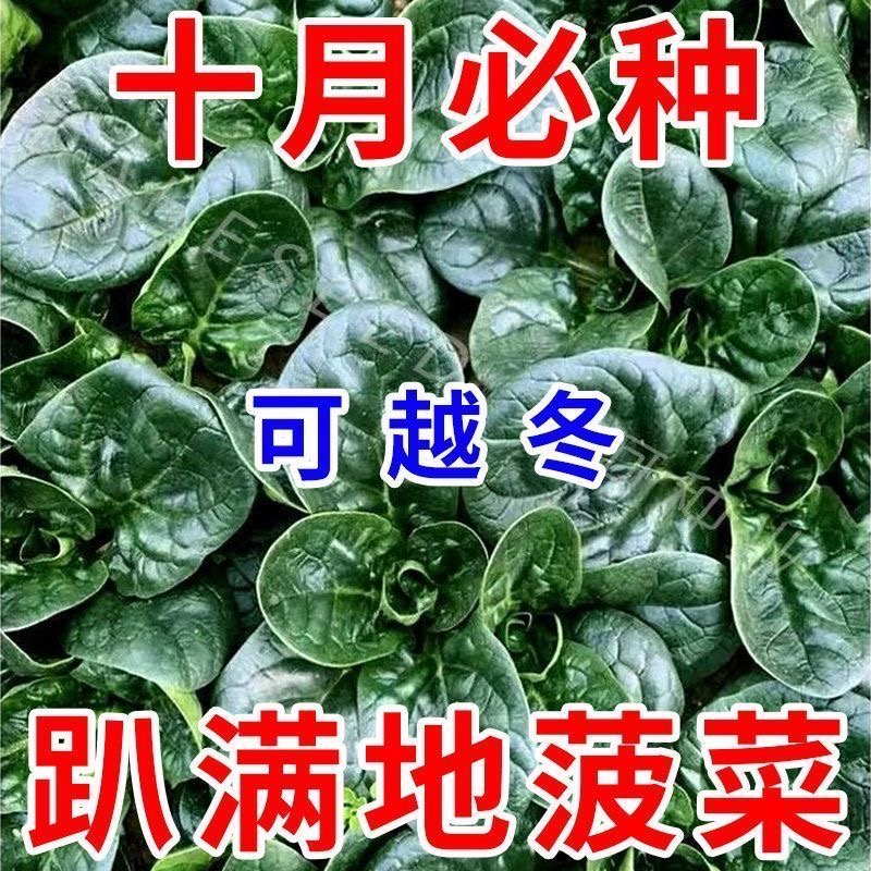 趴地菠菜种子老品种塌地菠春秋冬季耐寒耐热菜种红根菠菜易种蔬菜