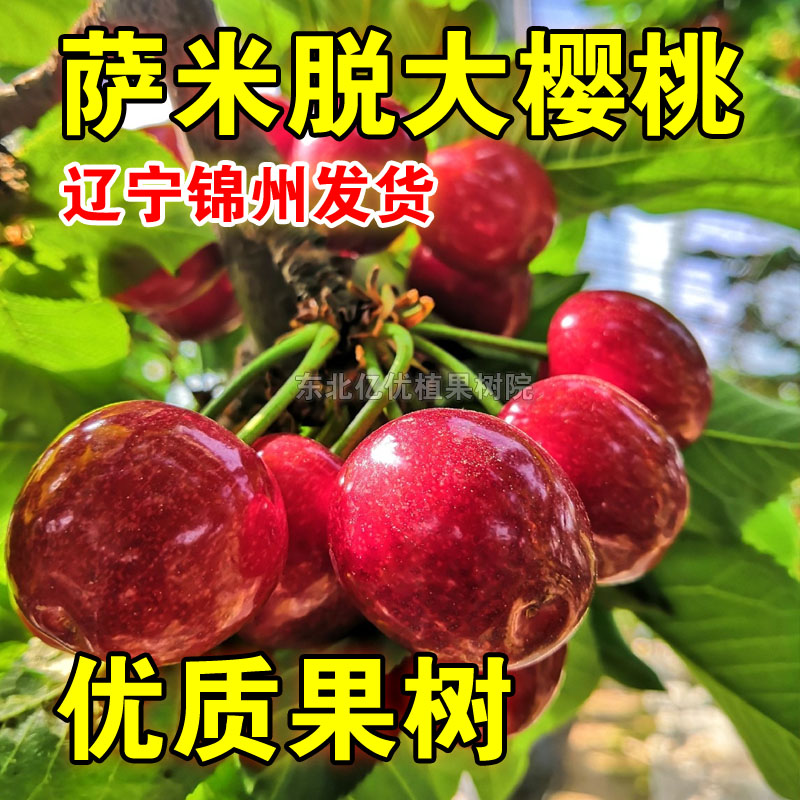 萨米脱大樱桃树苗嫁接樱桃苗车厘子树苗南北方种植盆栽地栽结果苗