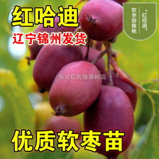 红哈迪软枣猕猴桃苗红心园枣子冬天不下架爬藤软枣苗南北方种植苗