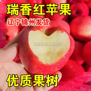 瑞香红苹果树苗嫁接瑞香红苹果苗南方北方种植盆栽地栽当年结果苗