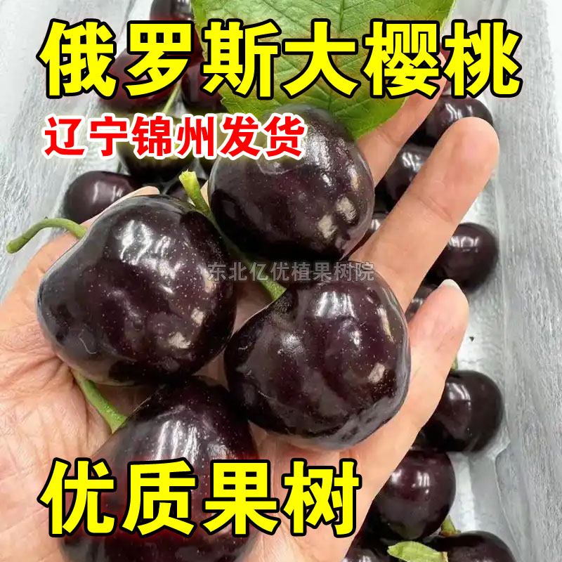 俄罗斯8号大樱桃树苗嫁接车厘子树苗耐寒抗冻大樱桃苗南北方种植