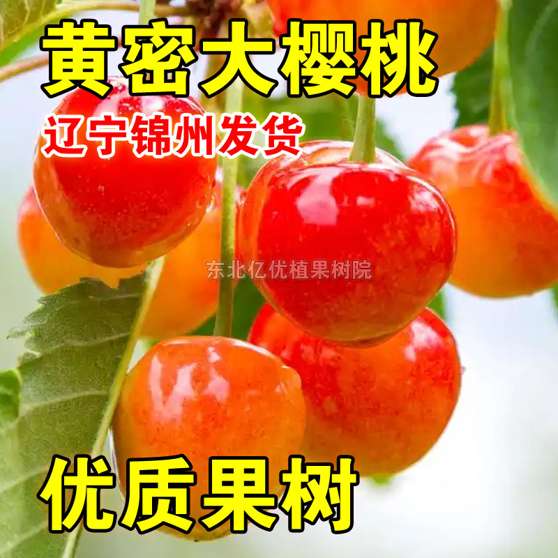 黄密大樱桃树苗嫁接黄蜜樱桃苗车厘子树苗南北方种植盆栽地栽结果