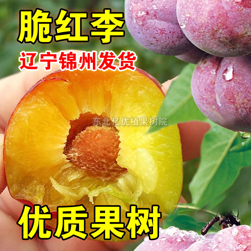 脆红李树苗嫁接脆甜李子苗南方北方种植盆栽地栽当年结果李子树苗