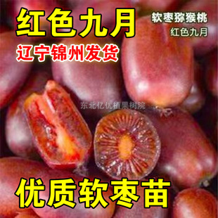 红色九月软枣苗嫁接软枣苗红色软枣纯甜耐寒冬天不下架爬藤软枣苗