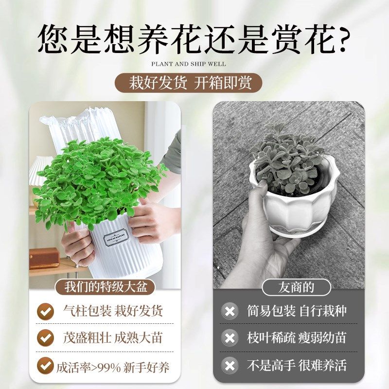 A级大盆碰碰香盆栽可食用大苗室内驱蚊绿植猫薄荷叶迷迭香草植物