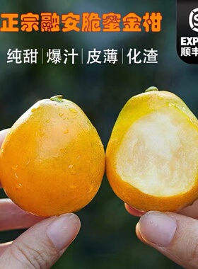 融安第三代脆蜜金柑广西金桔应季水果现摘新鲜无籽多汁