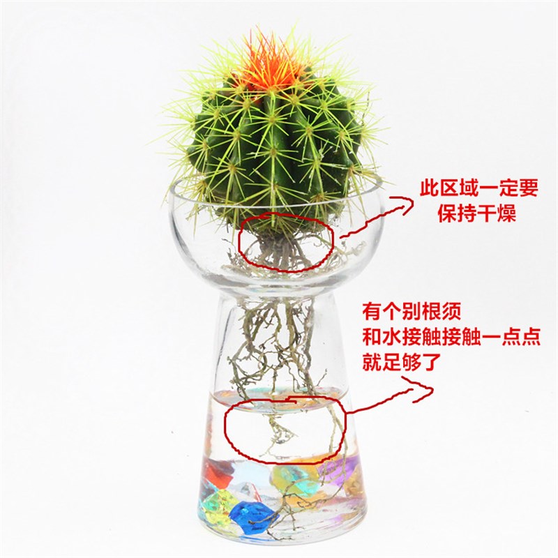 仙人球盆栽水培花卉水养植物多肉植物绿色卧室内金琥仙人掌易活