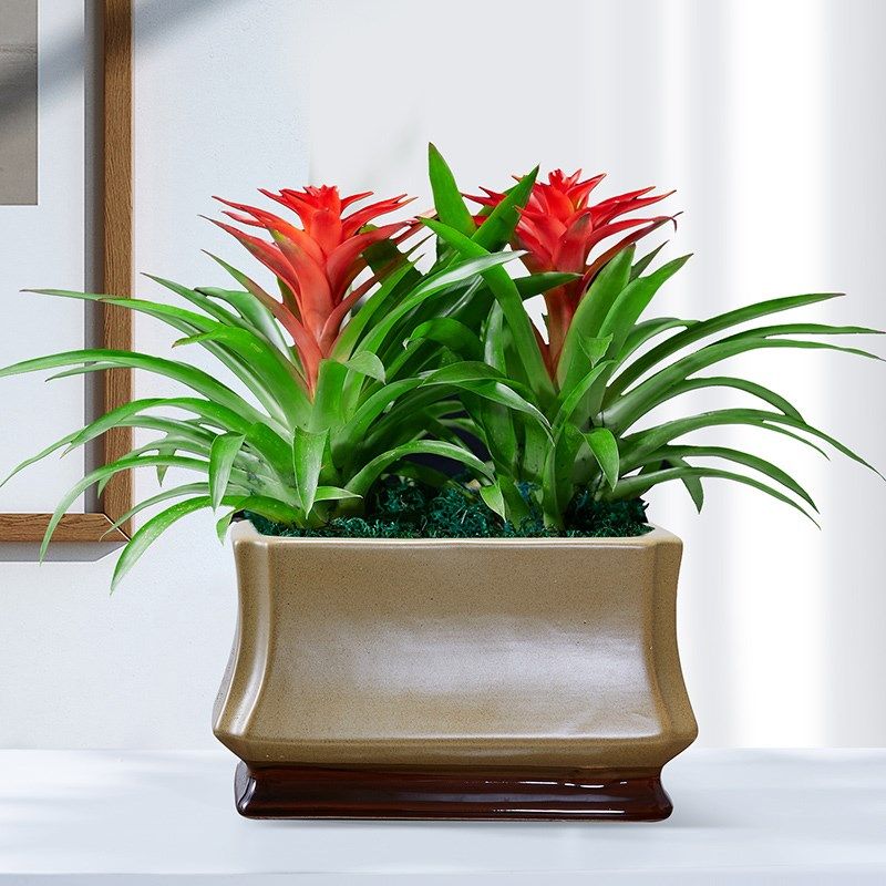 鸿运当头盆栽花卉植物室内花客厅好养活凤梨桌面绿植阳台