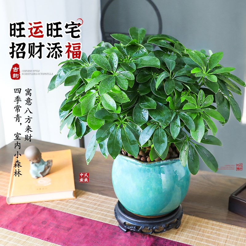 八方来财鸭脚木大盆栽植物室内绿植七叶莲吸甲醛净化空气四季常青