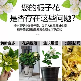 栀子花黄叶掉苞黑斑病炭疽锈斑焦尖煤污病虫害不开花专用肥营养液