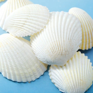 天然海螺贝壳 纯白色贝壳 鱼缸内景摆件 狮子贝工艺品原料批发
