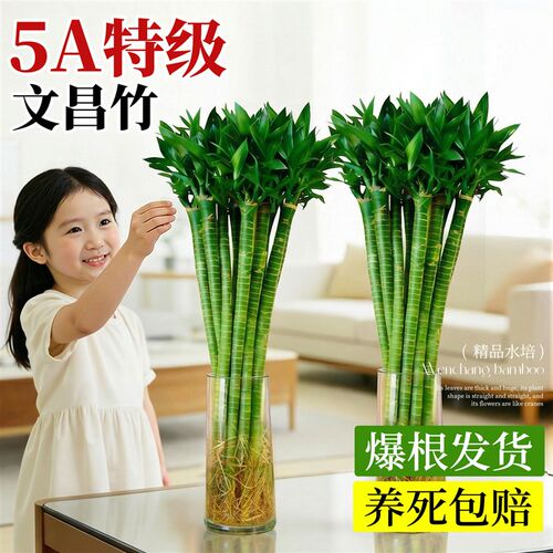 文昌竹4支金榜题名水培带根w龙竹富贵竹水养绿植物室内桌面好养活