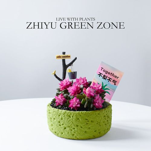 吹雪之松多d肉植物粉色肉肉桌面阳台好养新手绿植室内花卉盆栽礼