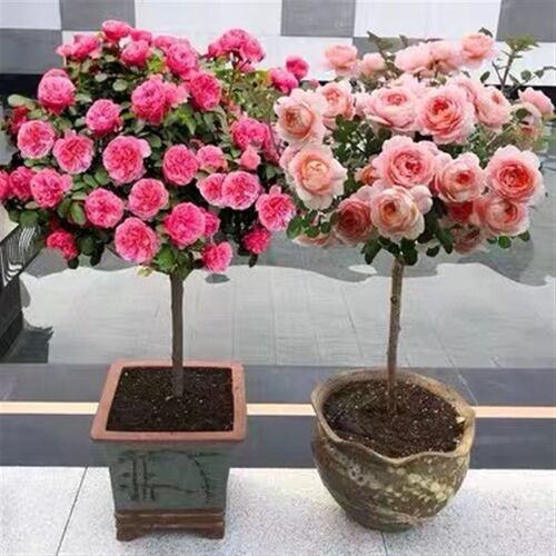 树状月季树四季大k花老桩高桩月季树桩月季嫁接棒棒糖月季树月季
