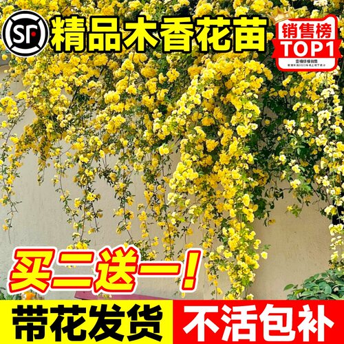 重瓣黄木c香爬藤植物红白木香室内外阳台庭院花卉绿植四季开花好