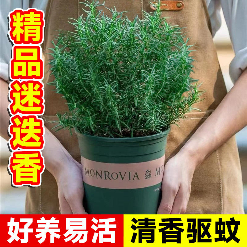 迷迭香苗盆栽可食l用新鲜薄荷叶室内驱蚊绿植物迷失香草百里香牛