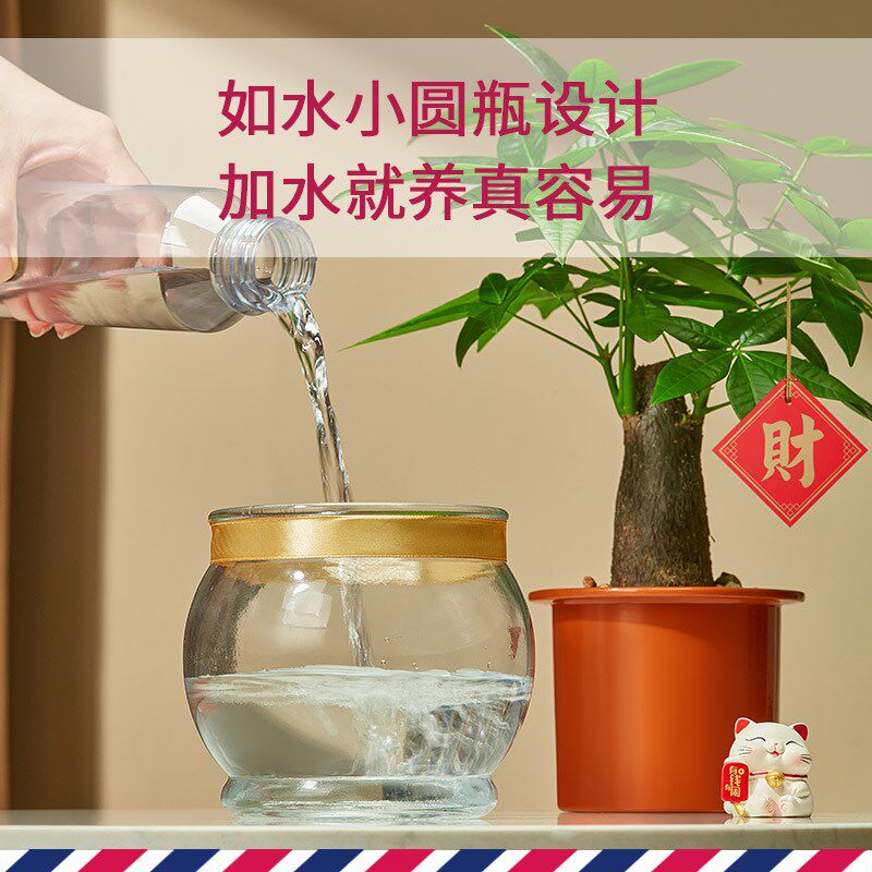 加水就能养水培发财树小盆栽土培C自动吸水水养植物办公室室内绿