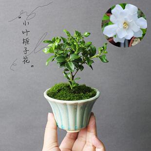 重瓣小盆景小盆栽素材苗矮小株绿植植物花卉迷你 小叶寿星栀子花
