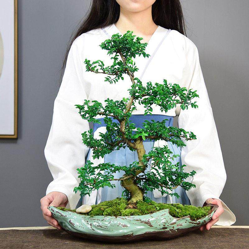 造型小叶榆树盆景老桩悬崖盆栽植物室内办公客厅四季常青花卉绿植,鲜花速递/花卉仿真/绿植园艺,绿植,淘宝优惠券,粉丝福利购,淘宝优惠卷