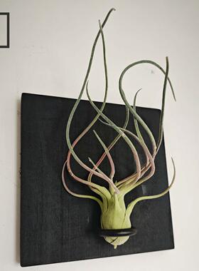 黑木造物天然实木彷真空气凤梨壁饰手作玄关背景墙面装饰画品挂件