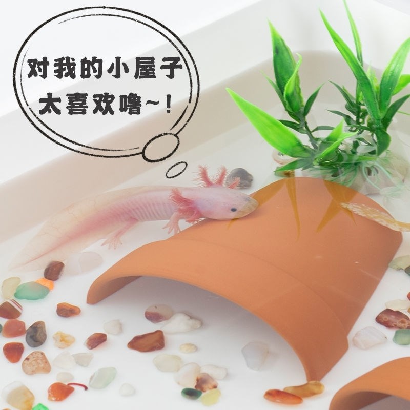 六角恐龙鱼的鱼缸六角恐龙鱼躲避屋蝾螈饲养缸水陆两栖龟缸躲避罐