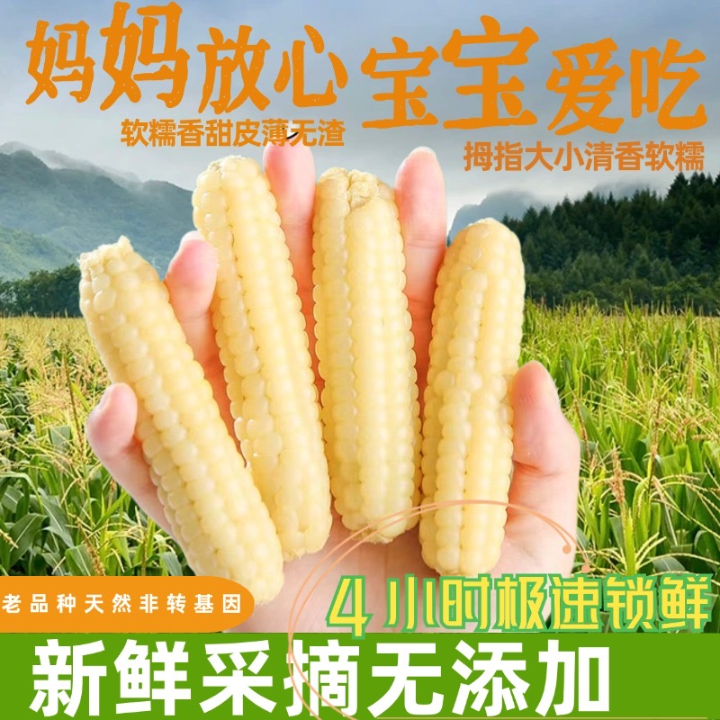 西双版纳傣家老品拇指小玉米儿童婴儿孕妈妈香甜软糯真空加热即食