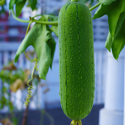 肉丝瓜种子四季高产抗病耐寒耐热