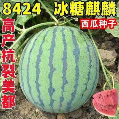 方震8424西瓜种子懒汉甜王四季