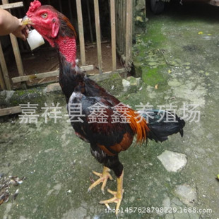 出售纯种越南斗鸡景区园林观赏斗鸡表演项目比赛斗鸡 斗鸡苗批发
