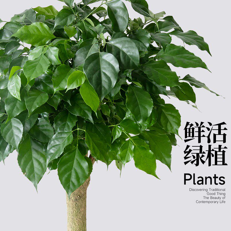 幸福树盆栽平安树绿植客厅植物y办公室桌面好养活盆景乔迁新家开