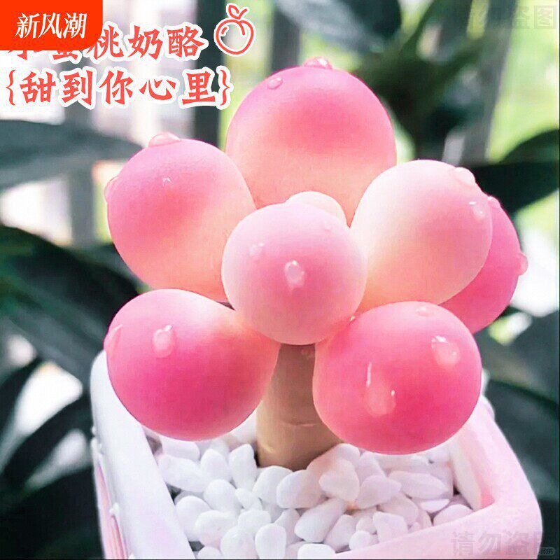 多肉植物【蜜桃啵啵球】t稀有桃蛋奶酪室内盆栽精品汤圆花卉好养