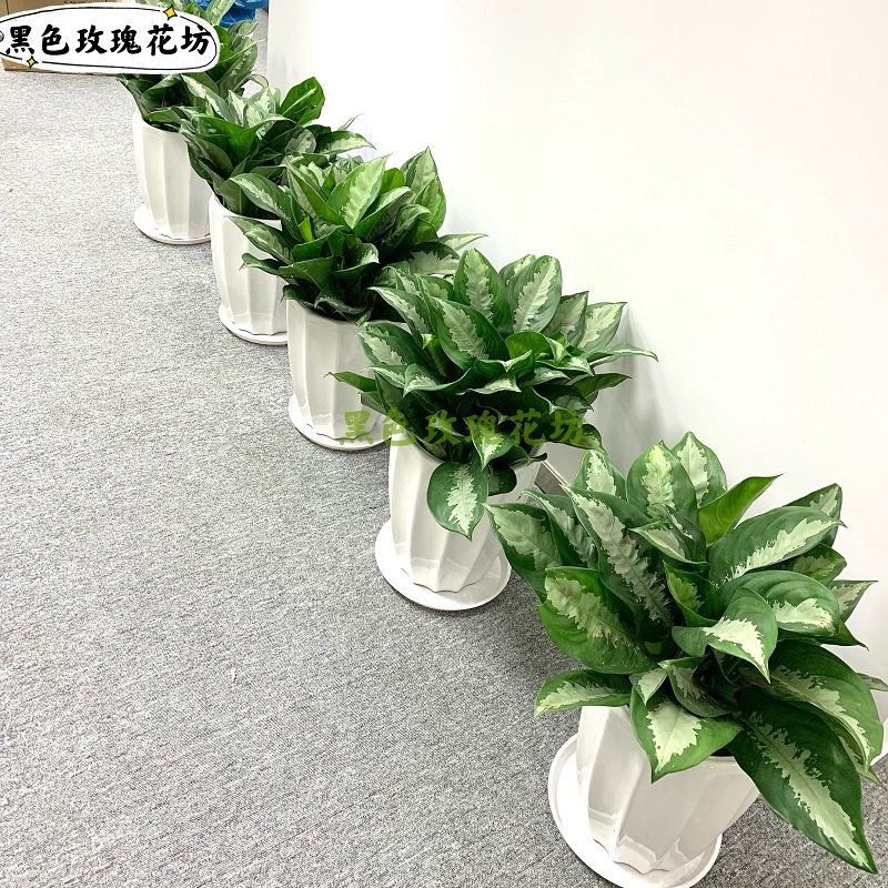 雅丽皇后盆栽 h 净化空气 好养植物 办公室走廊前台落地绿植