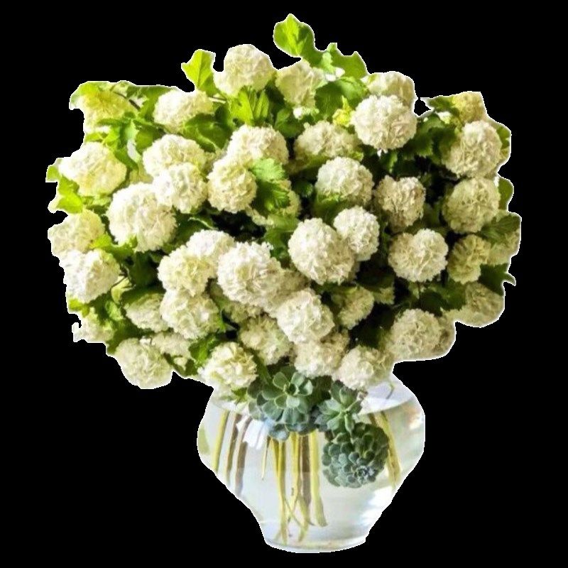 中华木绣球树g苗大花斗球苗木本绣球琼花树苗庭院地栽盆栽绣球花,鲜花速递/花卉仿真/绿植园艺,绣球/木绣球/木本植物,淘宝优惠券,粉丝福利购,淘宝优惠卷