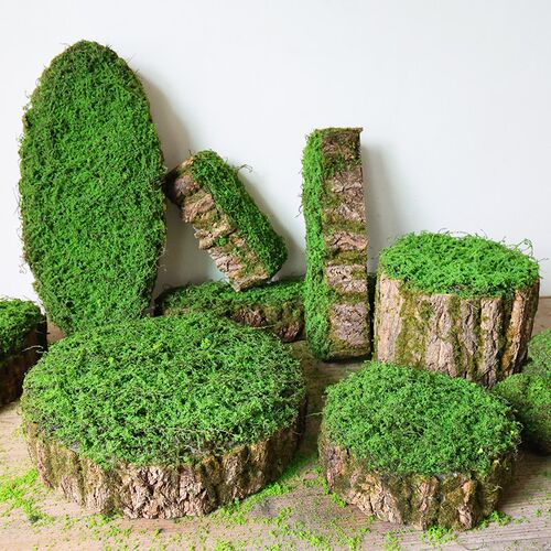 创意青苔树d皮装饰摆件花器森系造景布景热带雨林场景搭配拍照道