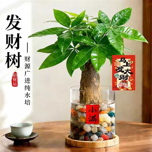 发财树小盆栽水培植物室内旺宅办公室桌面绿植懒人招财Z植物小摆