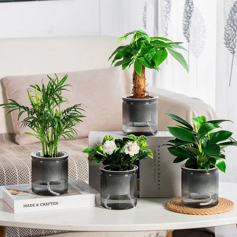 【四盆2a8元】办公室绿植桌面小盆栽植物室内花卉发财树九里香金