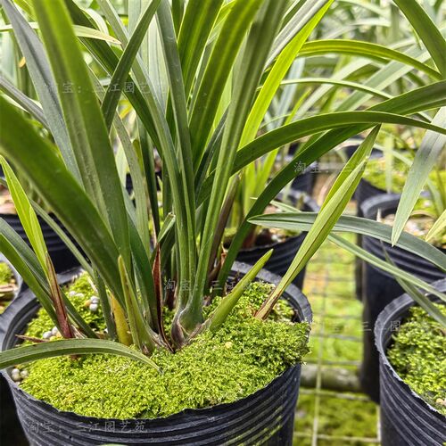兰花苗建兰富山奇蝶n兰花老种大苗特浓香客厅阳台庭院绿植花卉好