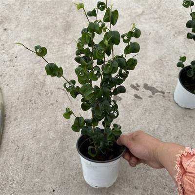 花叶卷叶榕卷福多年生耐阴水培室内桌面阳M台卧室办公室绿植物盆