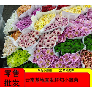 云南基地直发鲜切花小雏菊瑞白瑞黄丹特马蒂斯科隆香水绿扣罗西粉