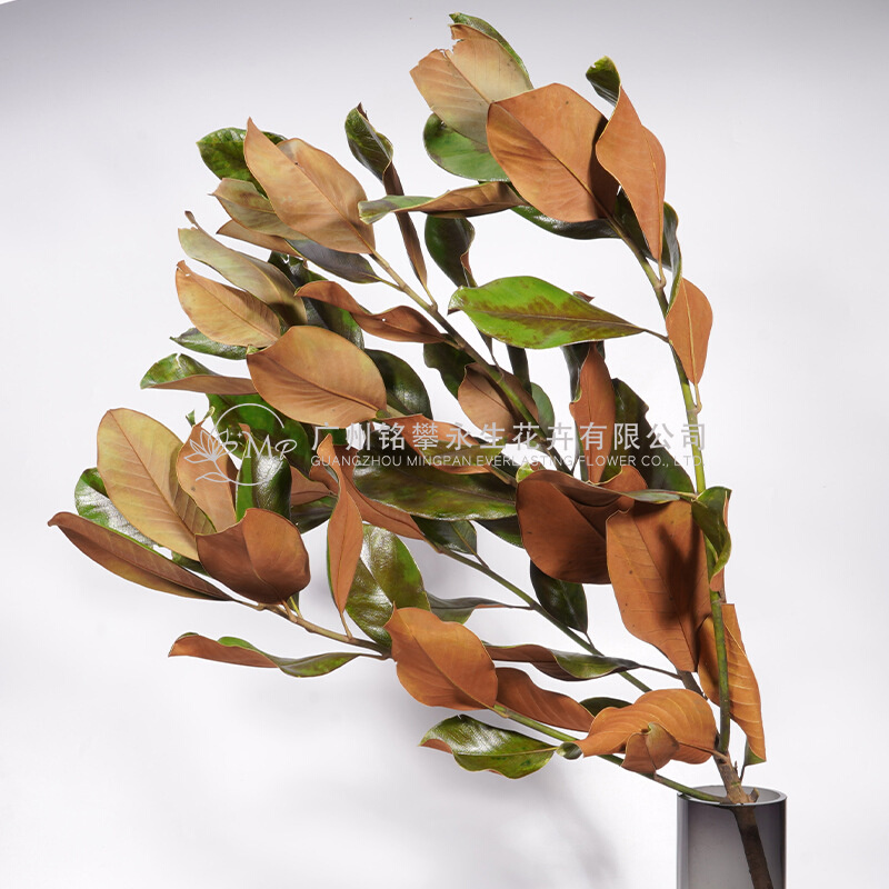 【永生橡皮叶】秋色树叶树枝叶片干花插花材料样板间客厅装饰花束