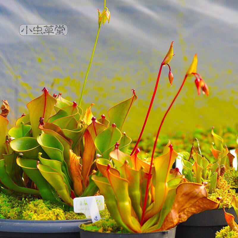 小太阳瓶子草垂花内布利纳山美丽艾俄那泰特小虫草堂食虫植物盆栽
