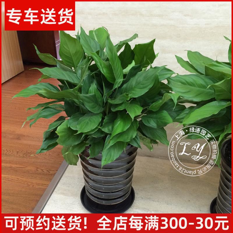 万年青盆栽 中大型绿植室内植物花卉家庭办公室除甲醛四季常青