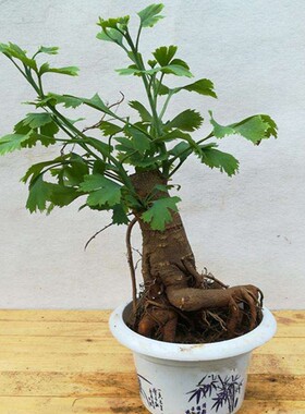 银杏盆景盆栽 造型盆景 室内花卉微型观叶植物 白果树桩苗