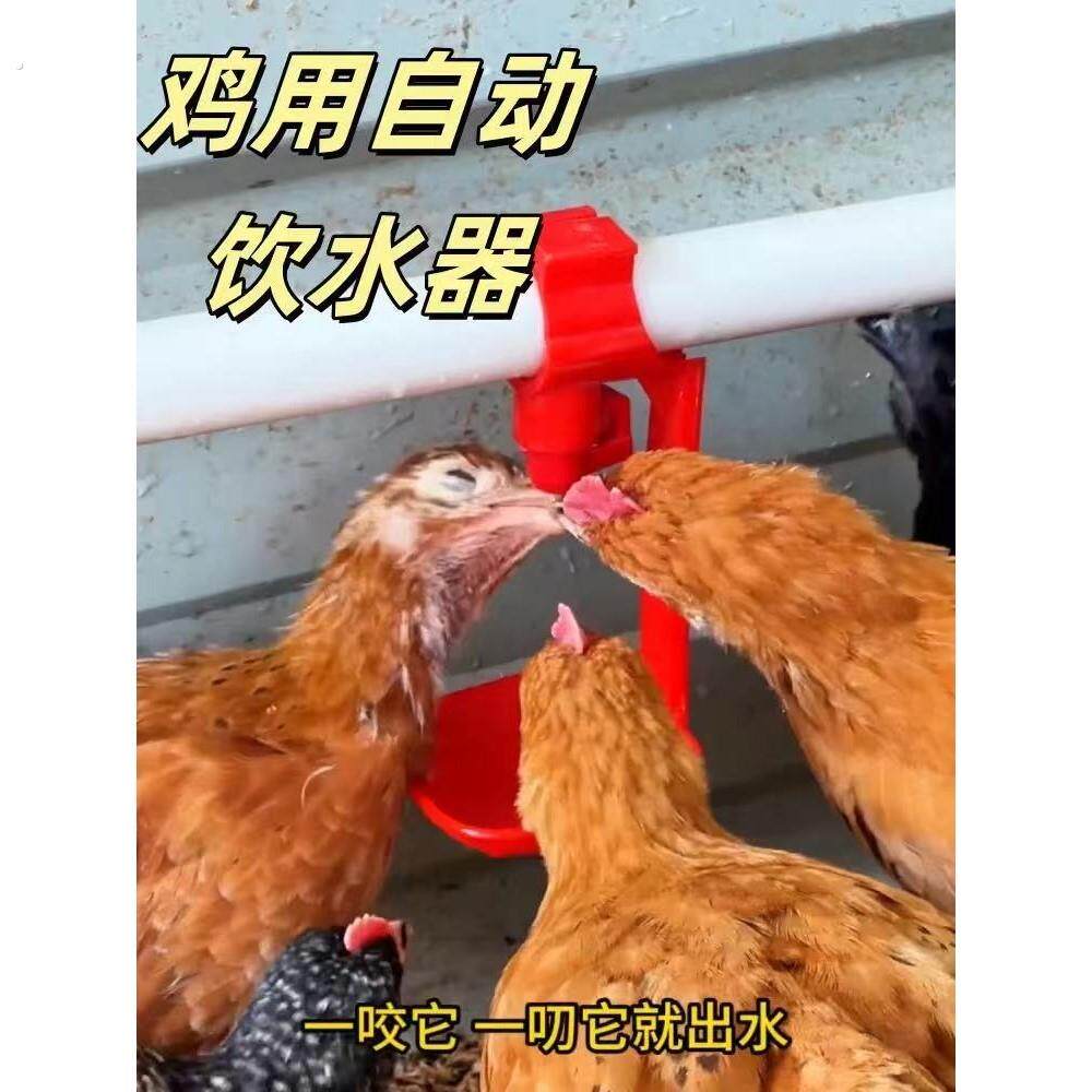 饮水器撞针芦丁鸡鹌鹑雏鸡全自动双封水饮水头宠物自动水杯式饮水