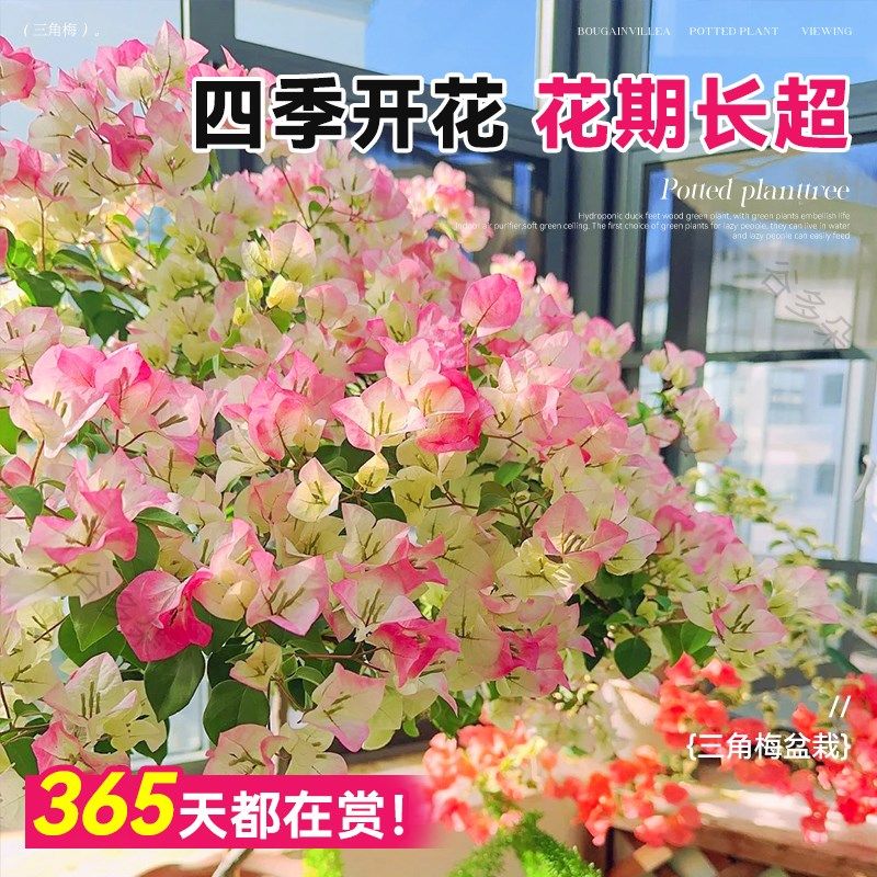 特级红三角梅盆栽绿漳红s樱爬藤植物老桩带花阳台耐寒四季开花卉,鲜花速递/花卉仿真/绿植园艺,绣球/木绣球/木本植物,淘宝优惠券,粉丝福利购,淘宝优惠卷