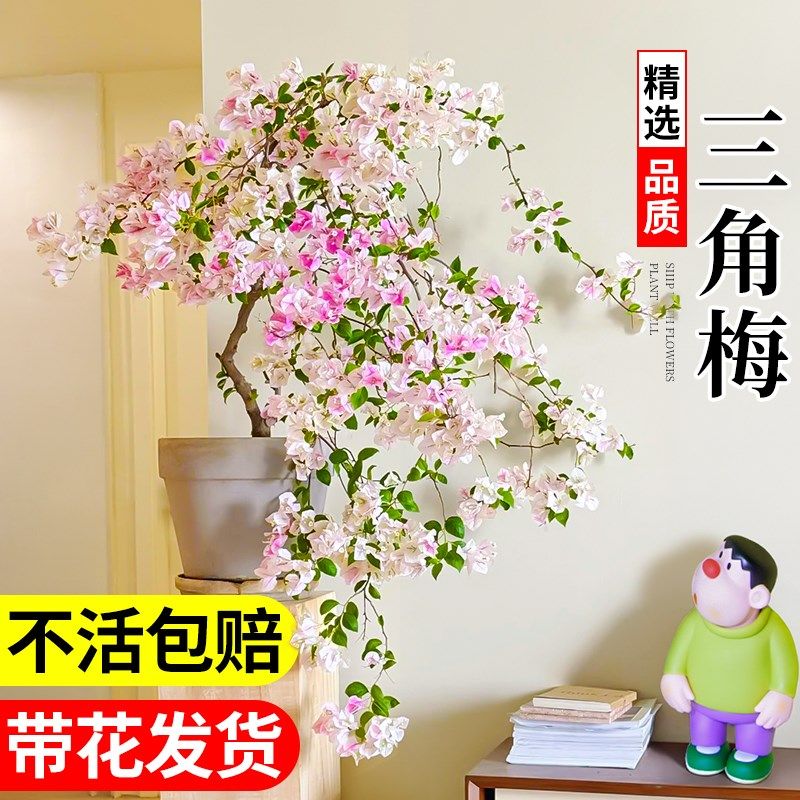重瓣三角梅四季开k花盆栽花卉绿植飘枝绿樱不甜西瓜老桩大苗带花,鲜花速递/花卉仿真/绿植园艺,时令草本花卉,淘宝优惠券,粉丝福利购,淘宝优惠卷